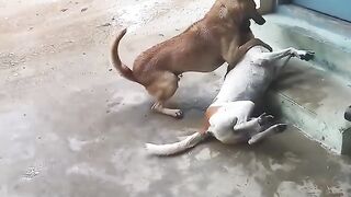 Animals dog fighter