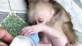 Animals monkey