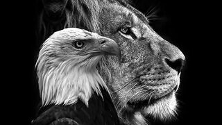 Attitude eagle and lion dp ideas