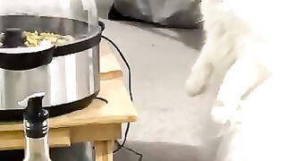 Dog and cat funny video ????