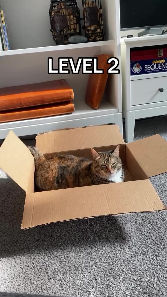 the-difficult-choice-of-a-box-for-a-cat-by-v-s-e-m-i-r-o-v-y-e-n-o