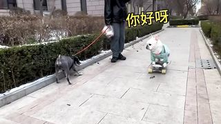 Porque sempre é bulldog que anda de skate