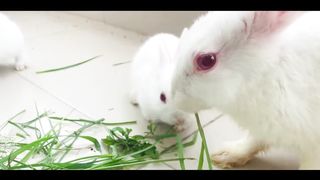 Cute Rabbits Playing ,