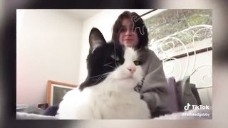 BEST DANK CAT MEMES COMPILATION OF 2020 PART 10 (from TikTok)