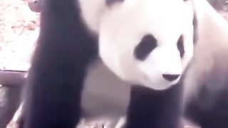 Dance with Panda