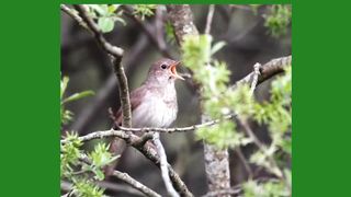 The joy of the sound of the bird