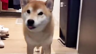 Dog Owner ABUSES his Shiba Inu.