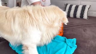 Golden Retriever Meets Puppies for the First Time