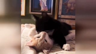 Funny and cute cats  A Hilarious & Cute Cat Video Compilation