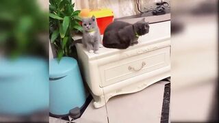 Baby Cats - Cute and Funny Cat Videos Compilation