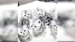 Baby Cats - Cute and Funny Cat Videos