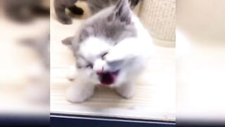 Cute and Funny Cat Videos