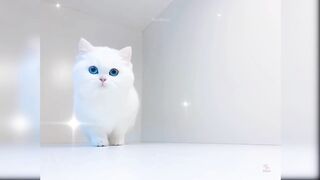 Baby Cats - Cute and Funny Cat Videos