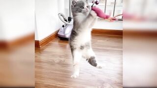 Baby Cats - Cute and Funny Cat Videos