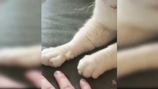 Baby Cats - Cute and Funny Cat Videos