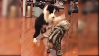 Baby Cats - Cute and Funny Cat Videos