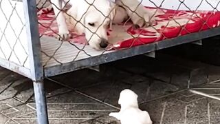 Lovely dog offering mama dog some help