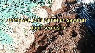 Kebun daun bawang dan manfaatnya