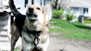 Dog in landscaps.