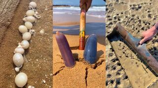 ASMR Hunting Sea Animals Around the Beach