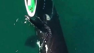 Curious whale giving paddleboarder a gentle push