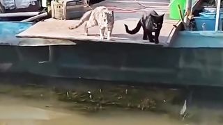 funny animal videos