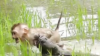 Monkey vs fish