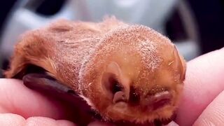 Cute bat (tik tok)