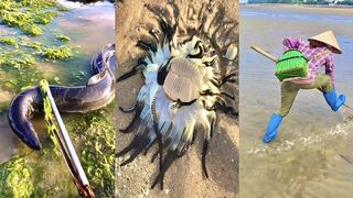 Activities of Chinese Fishermen Hunting Various Sea Animals around the Beach   ????  Sea Creatures