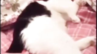 Funny farting cat