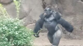 Sprnt or marathon-gorilla