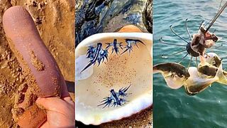 Activities of Chinese Fishermen Hunting Various Sea Animals around the Beach ???? Sea Creatures