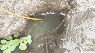 Drizzling Eel Fishing in the Middle of Rice Fields