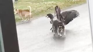 Alaskan dog protects sister from eagle attack