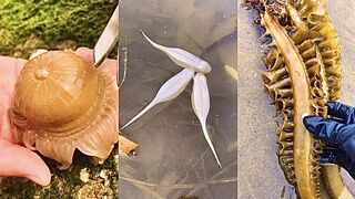 ASMR Hunting Sea Animals Around the Beach