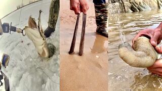 ASMR Hunting Sea Animals Around the Beach