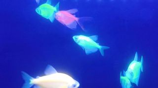 Glofish beauty fish