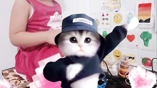 Cipi Cipi Dancer Cat