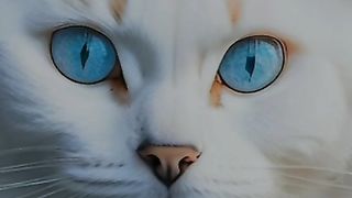 Cute cat video