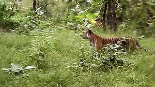 Tiger mirder a human