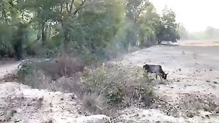 Bull hunted by a tiger