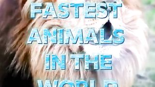 TOP 10 MOST FASTEST ANIMAL IN THE WORLD 2024????????