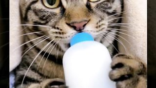 Watch this cat drink milk from a baby bottle