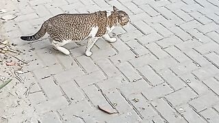 Funny tabby cat in the street