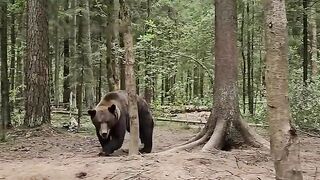 man facing bear without fear