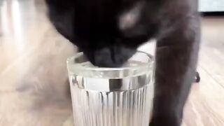 Beat Funny Crazy Cats Viral Clips