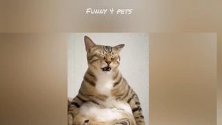 Funny cat and dog videos