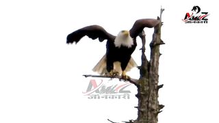 New video Hawk के खूंखार हमले   Dangerous Hawk Attacks 2024 #eagle #attacks #animal#attacks