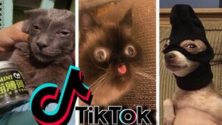 Funniest TikTok Dogs and Cats #52 - Try Not to Laugh with TikTok Animals 2020