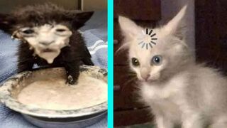 BEST DANK CAT MEMES COMPILATION OF 2020 PART 10 (from TikTok)